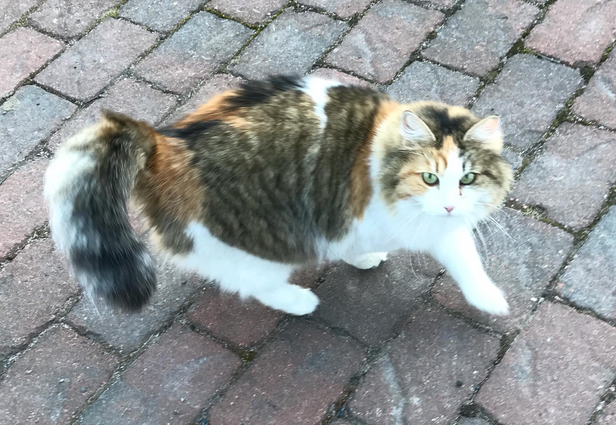 Sibirisk katt Colbie